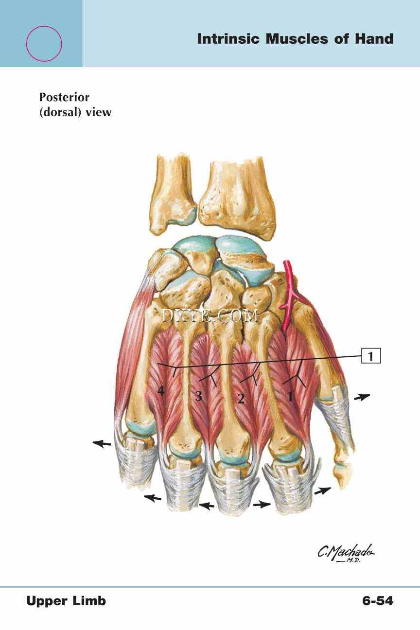 Netter's Anatomy Flash Cards, 4th Edition_499.jpg