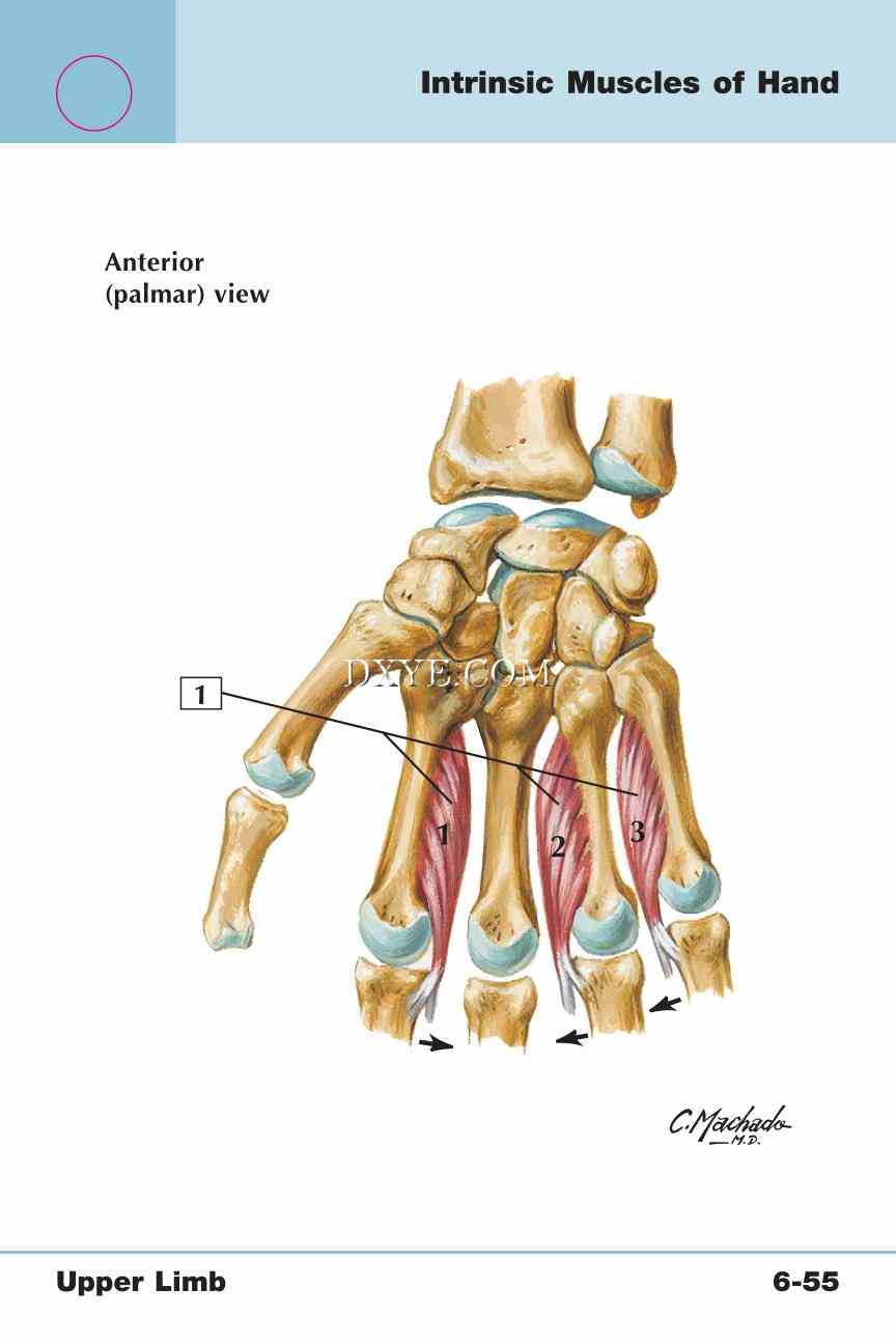 Netter's Anatomy Flash Cards, 4th Edition_501.jpg