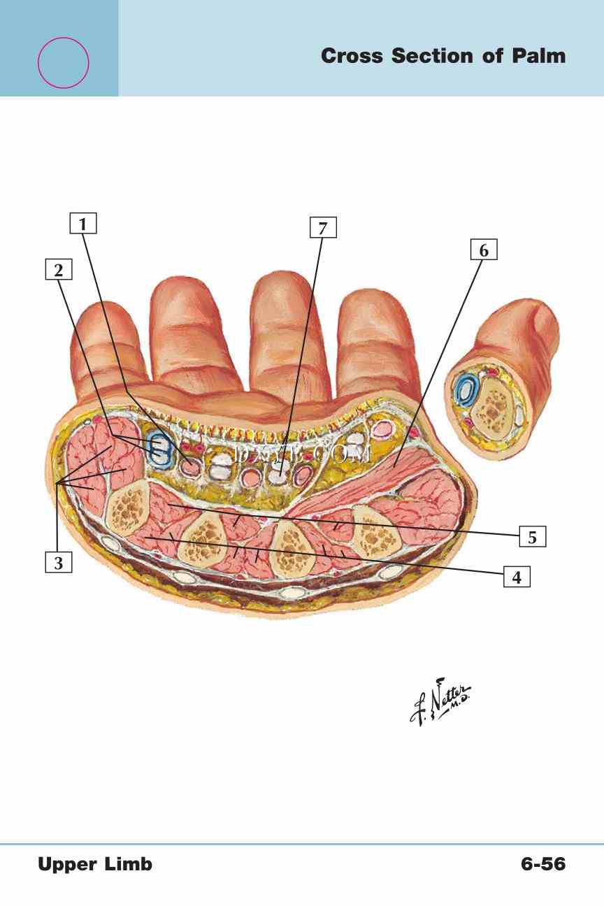 Netter's Anatomy Flash Cards, 4th Edition_503.jpg