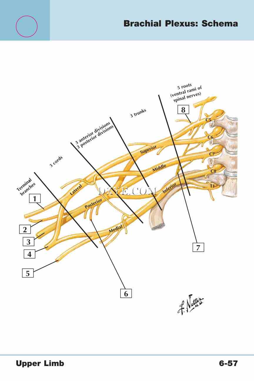 Netter's Anatomy Flash Cards, 4th Edition_505.jpg