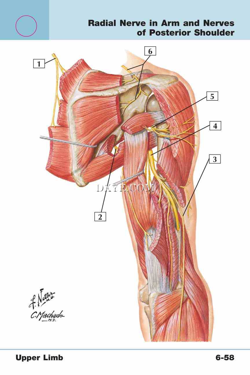 Netter's Anatomy Flash Cards, 4th Edition_507.jpg