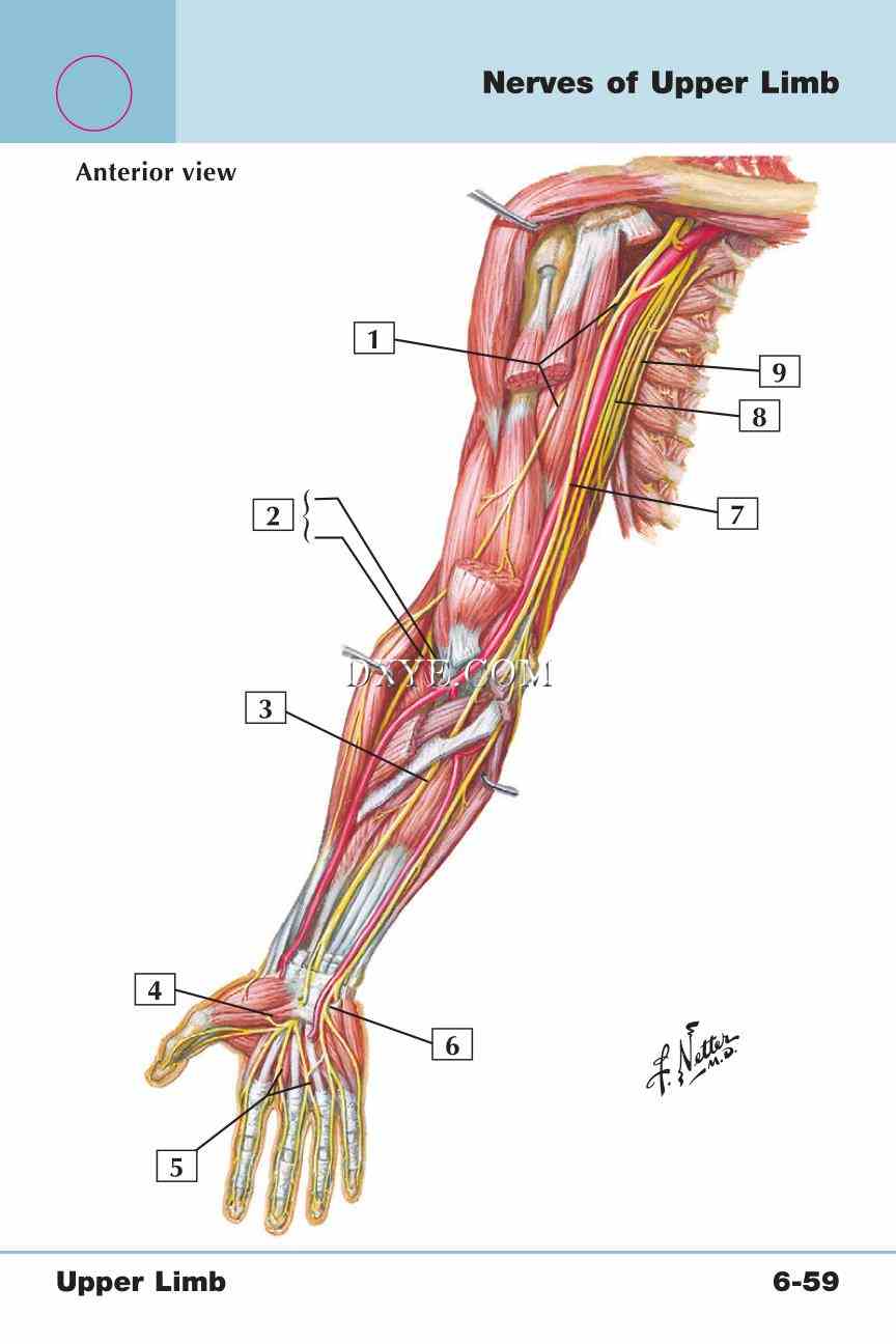 Netter's Anatomy Flash Cards, 4th Edition_509.jpg