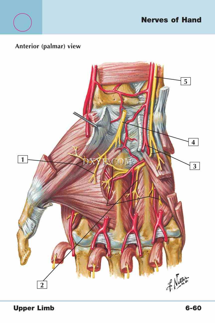 Netter's Anatomy Flash Cards, 4th Edition_511.jpg