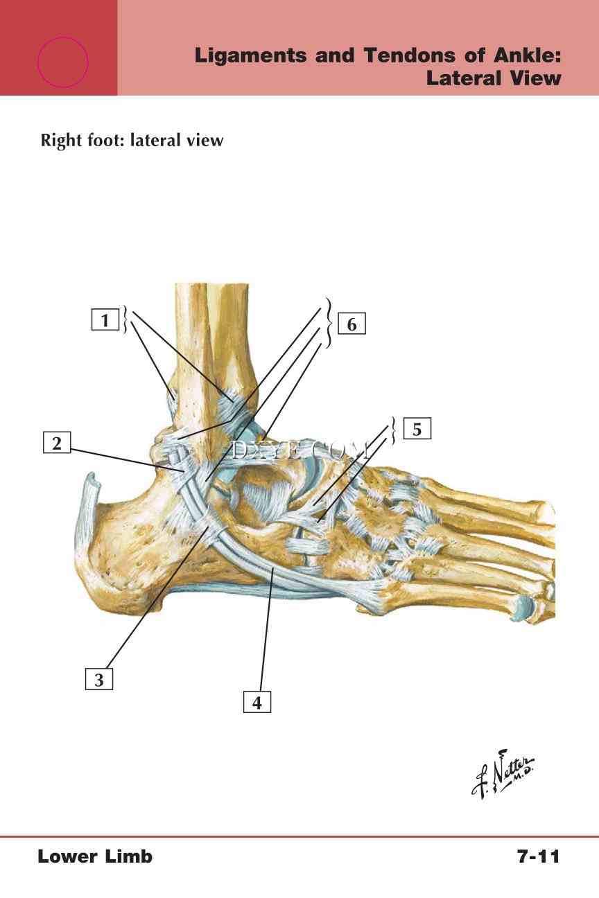 Netter's Anatomy Flash Cards, 4th Edition_549.jpg