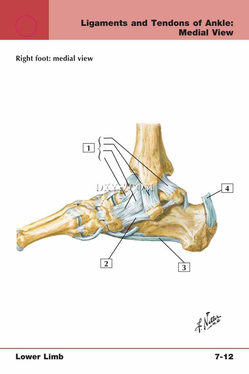 Netter's Anatomy Flash Cards, 4th Edition_551.jpg