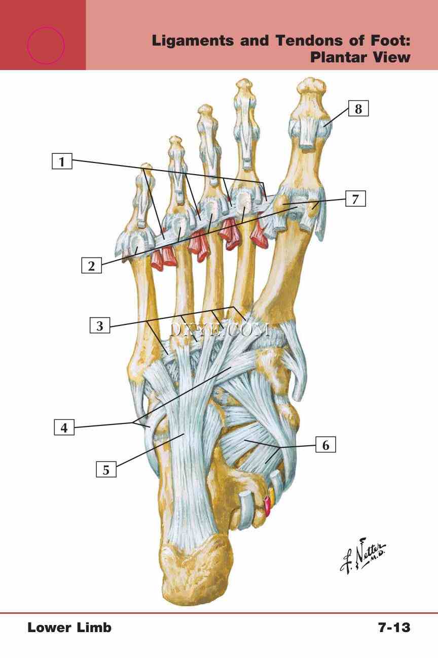 Netter's Anatomy Flash Cards, 4th Edition_553.jpg