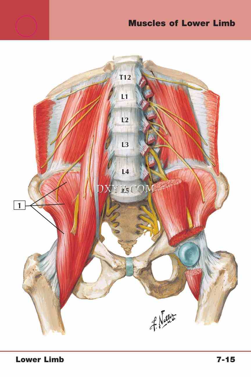 Netter's Anatomy Flash Cards, 4th Edition_557.jpg