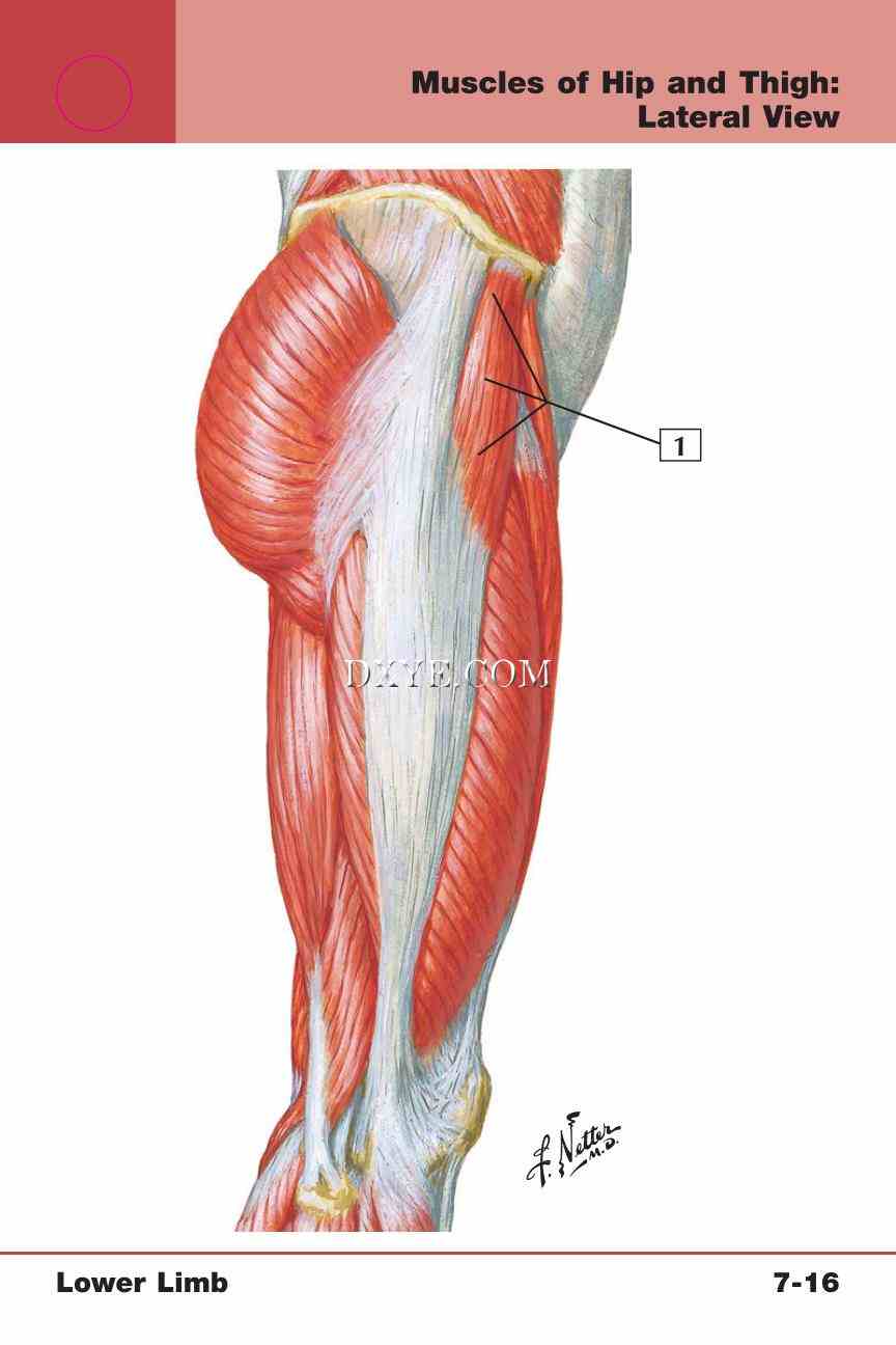 Netter's Anatomy Flash Cards, 4th Edition_559.jpg