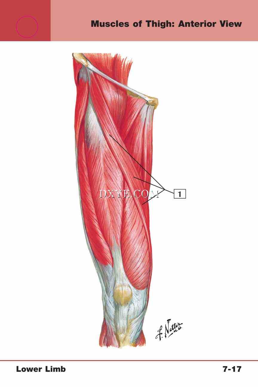 Netter's Anatomy Flash Cards, 4th Edition_561.jpg