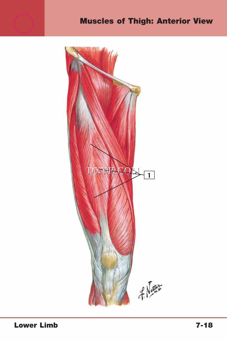 Netter's Anatomy Flash Cards, 4th Edition_563.jpg