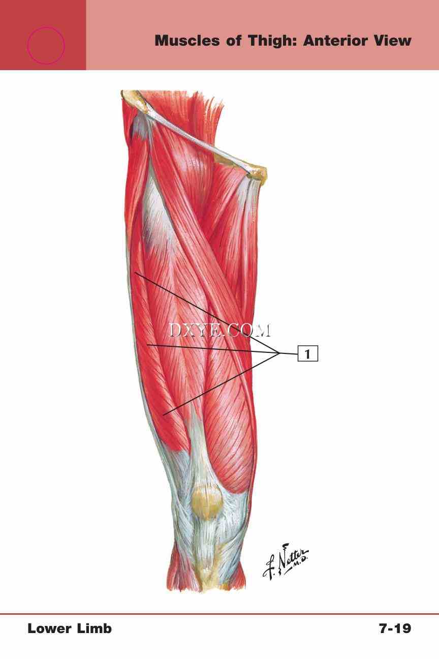 Netter's Anatomy Flash Cards, 4th Edition_565.jpg