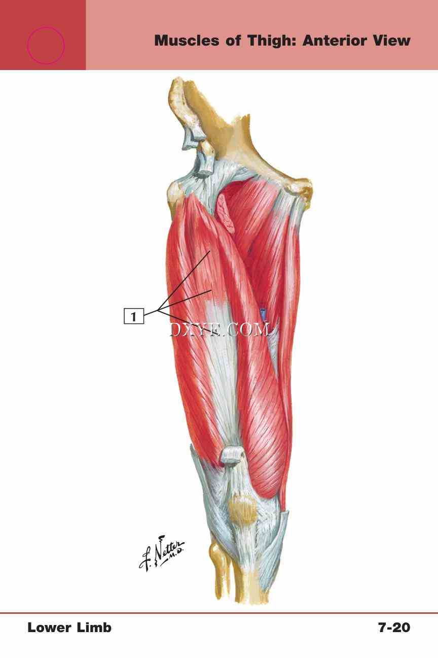 Netter's Anatomy Flash Cards, 4th Edition_567.jpg