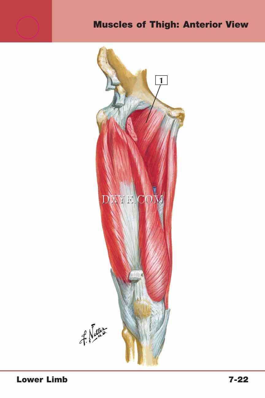 Netter's Anatomy Flash Cards, 4th Edition_571.jpg