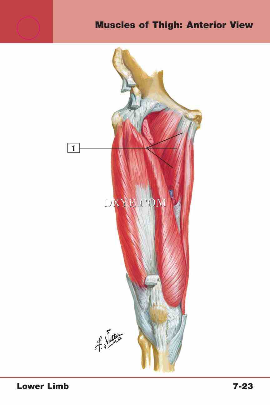 Netter's Anatomy Flash Cards, 4th Edition_573.jpg