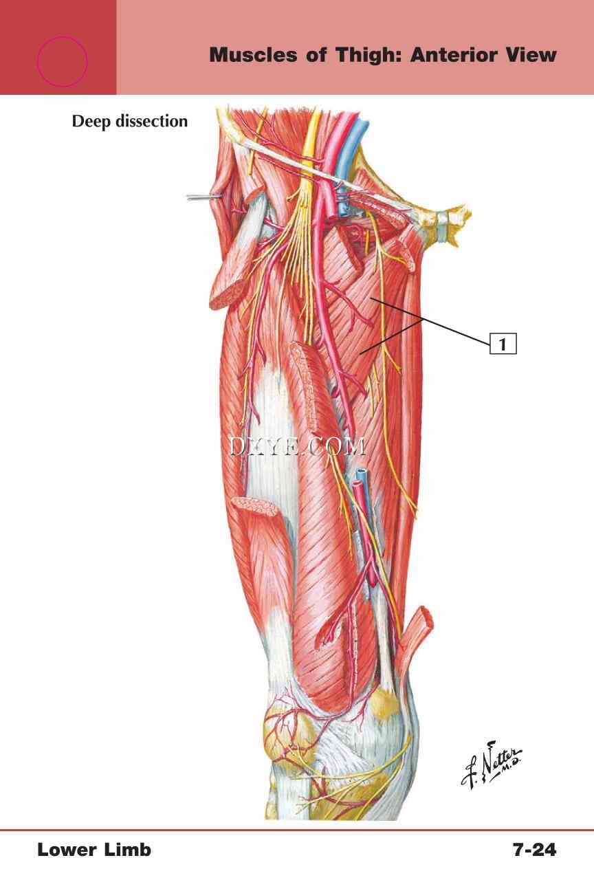 Netter's Anatomy Flash Cards, 4th Edition_575.jpg