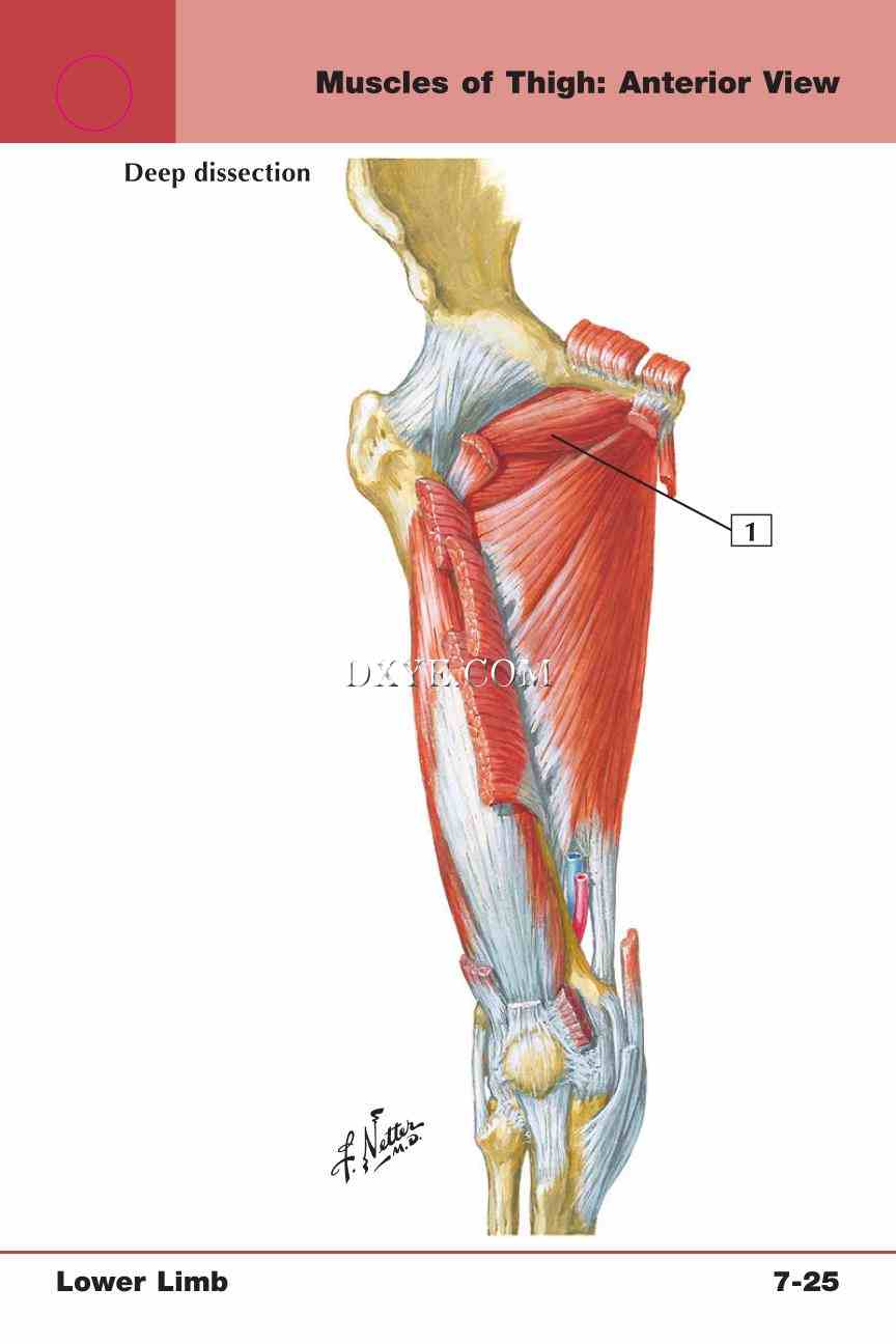 Netter's Anatomy Flash Cards, 4th Edition_577.jpg