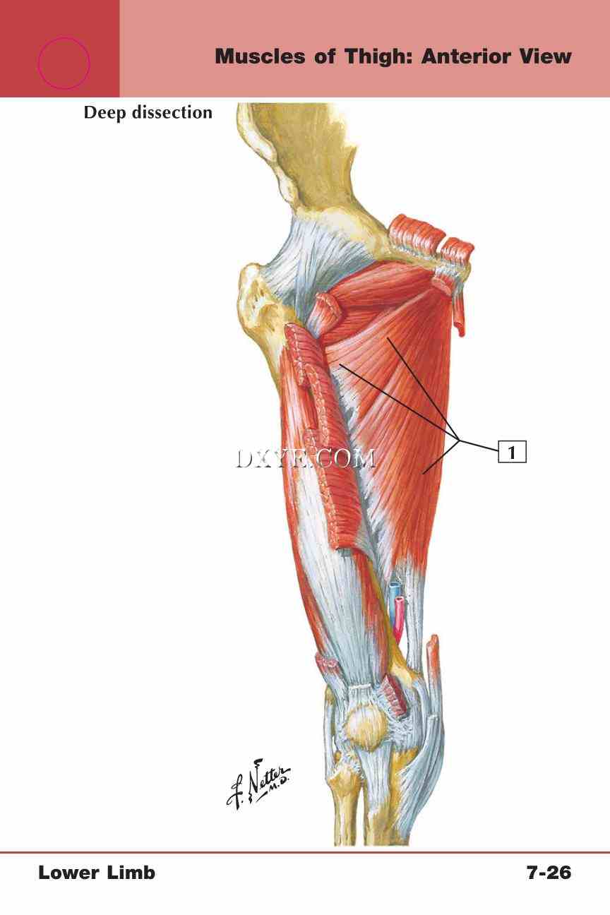 Netter's Anatomy Flash Cards, 4th Edition_579.jpg