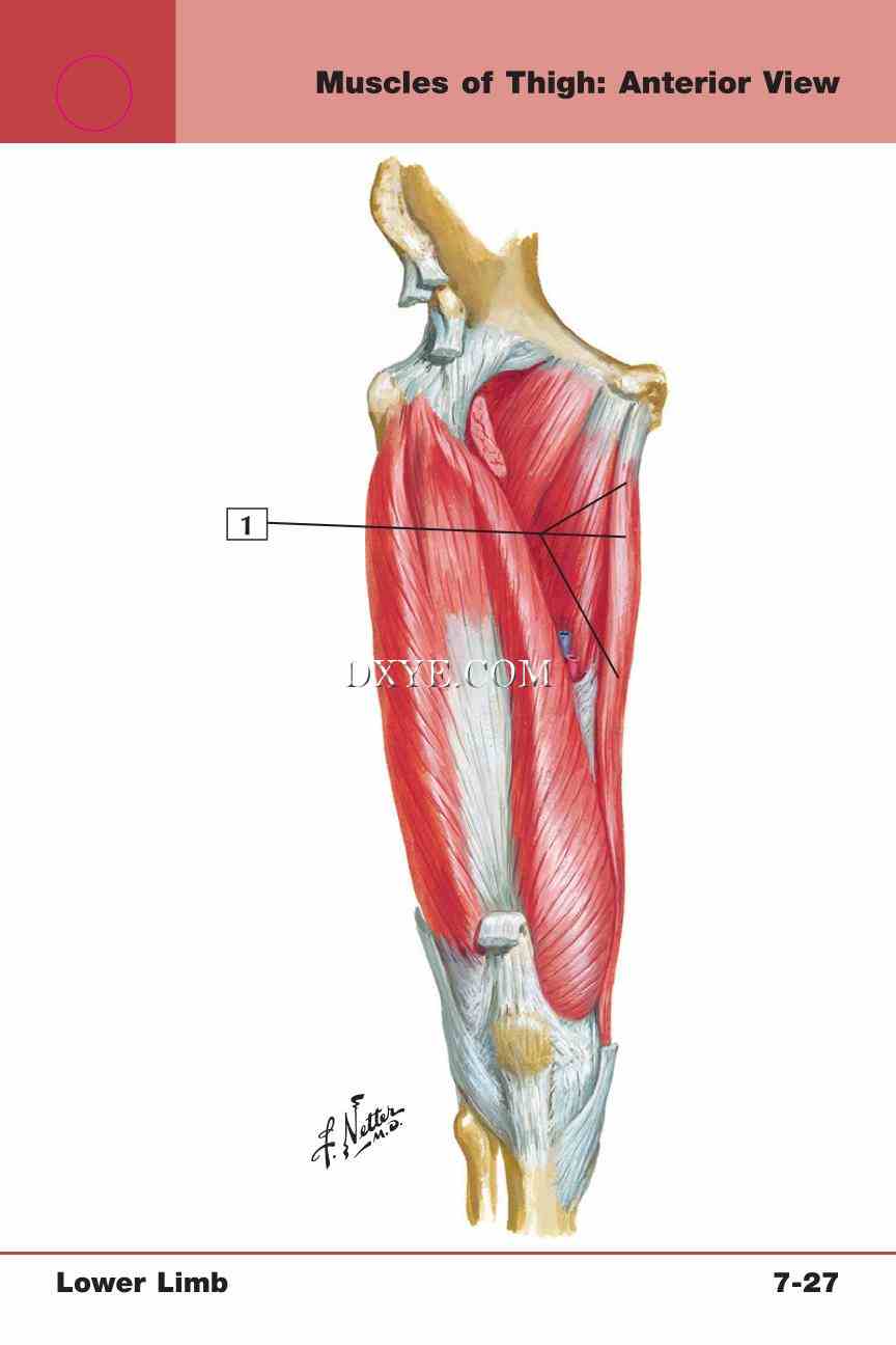 Netter's Anatomy Flash Cards, 4th Edition_581.jpg