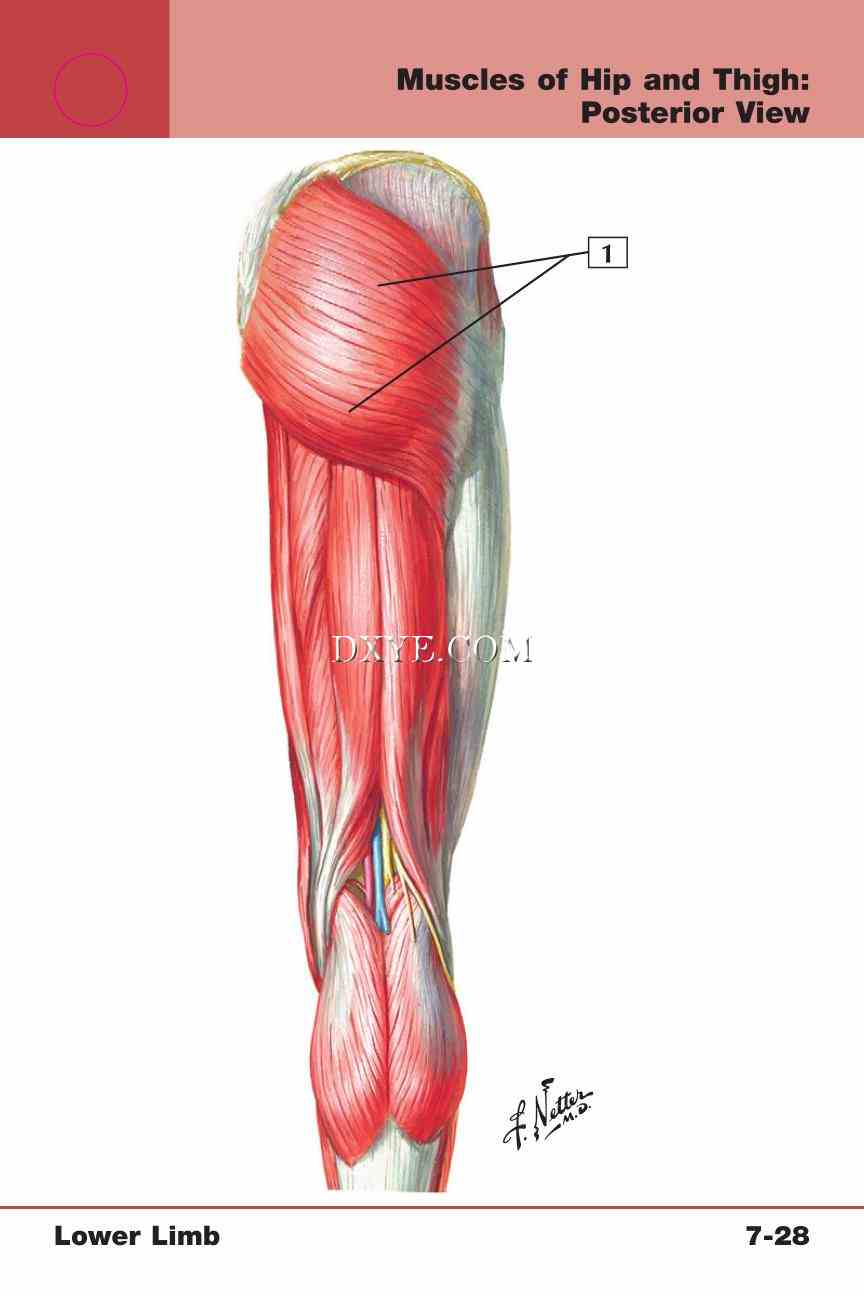 Netter's Anatomy Flash Cards, 4th Edition_583.jpg