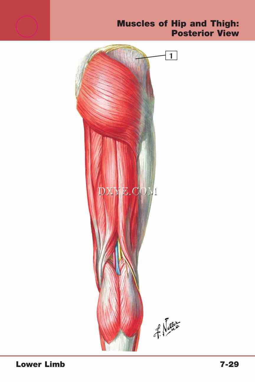 Netter's Anatomy Flash Cards, 4th Edition_585.jpg