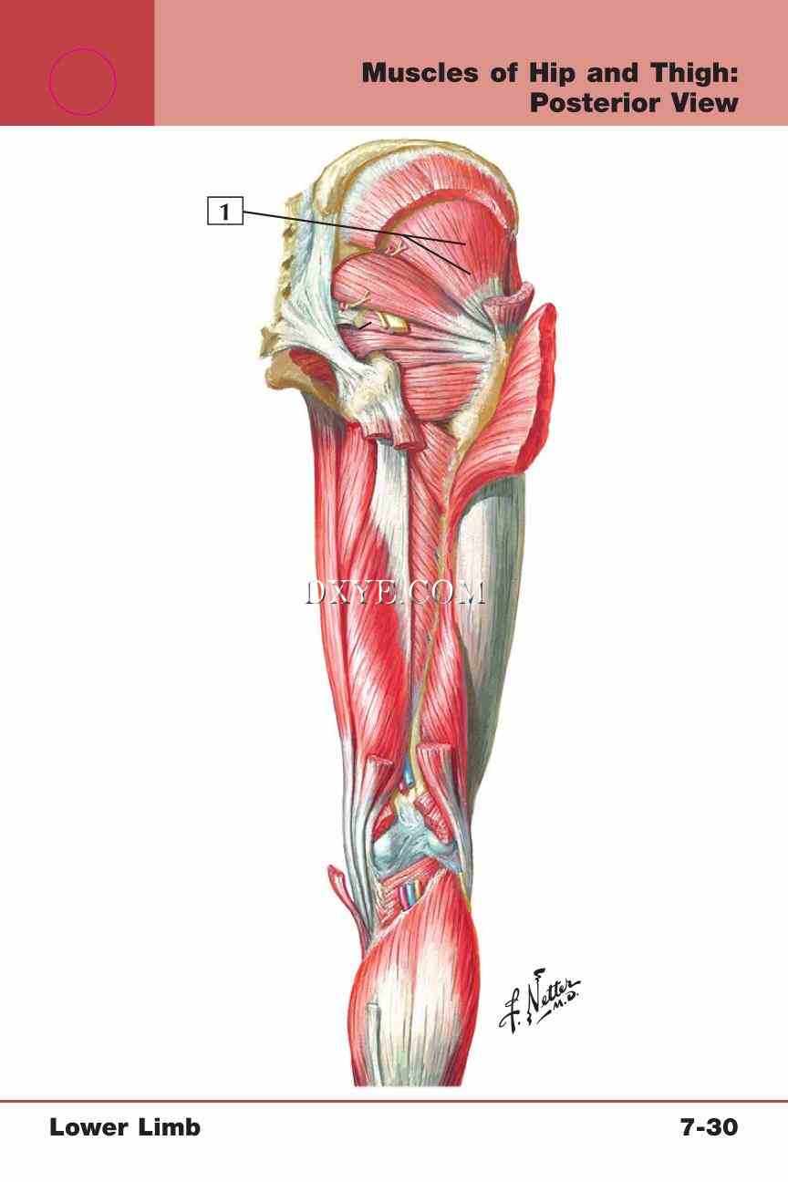 Netter's Anatomy Flash Cards, 4th Edition_587.jpg