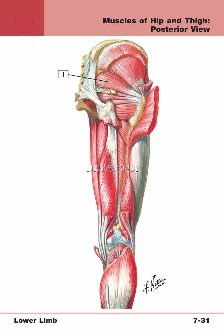 Netter's Anatomy Flash Cards, 4th Edition_589.jpg