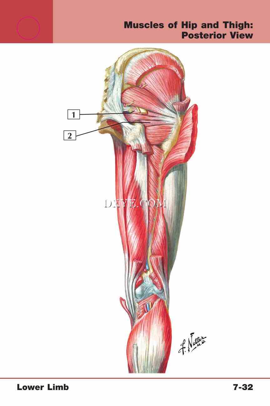 Netter's Anatomy Flash Cards, 4th Edition_591.jpg