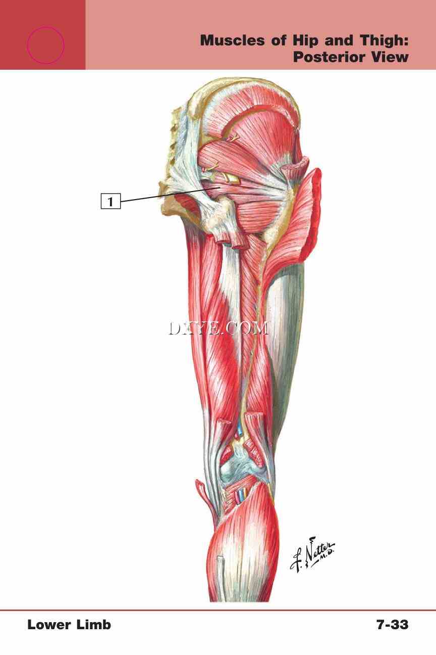 Netter's Anatomy Flash Cards, 4th Edition_593.jpg