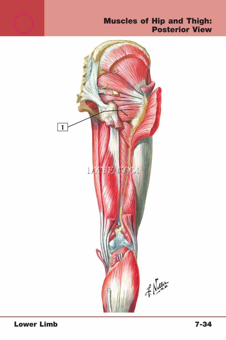 Netter's Anatomy Flash Cards, 4th Edition_595.jpg