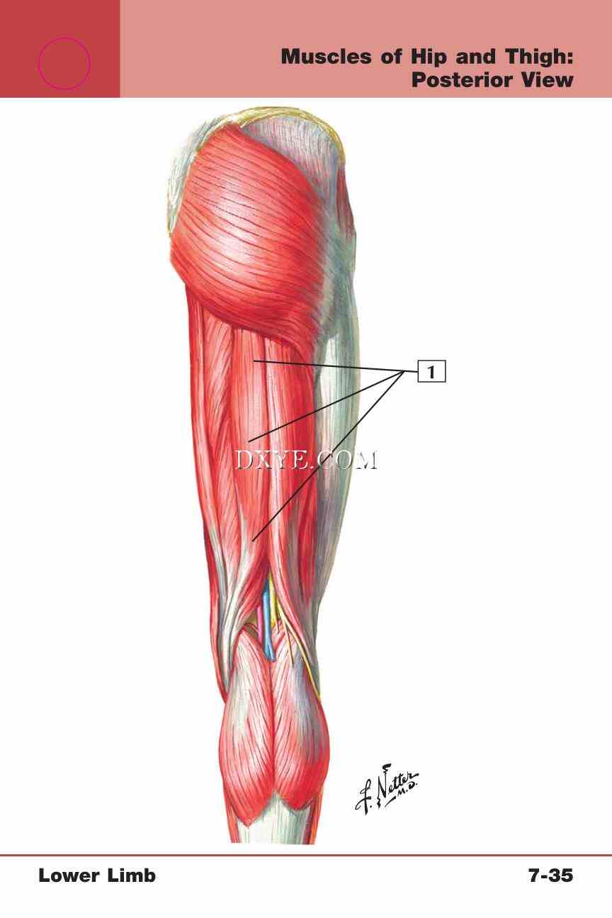 Netter's Anatomy Flash Cards, 4th Edition_597.jpg