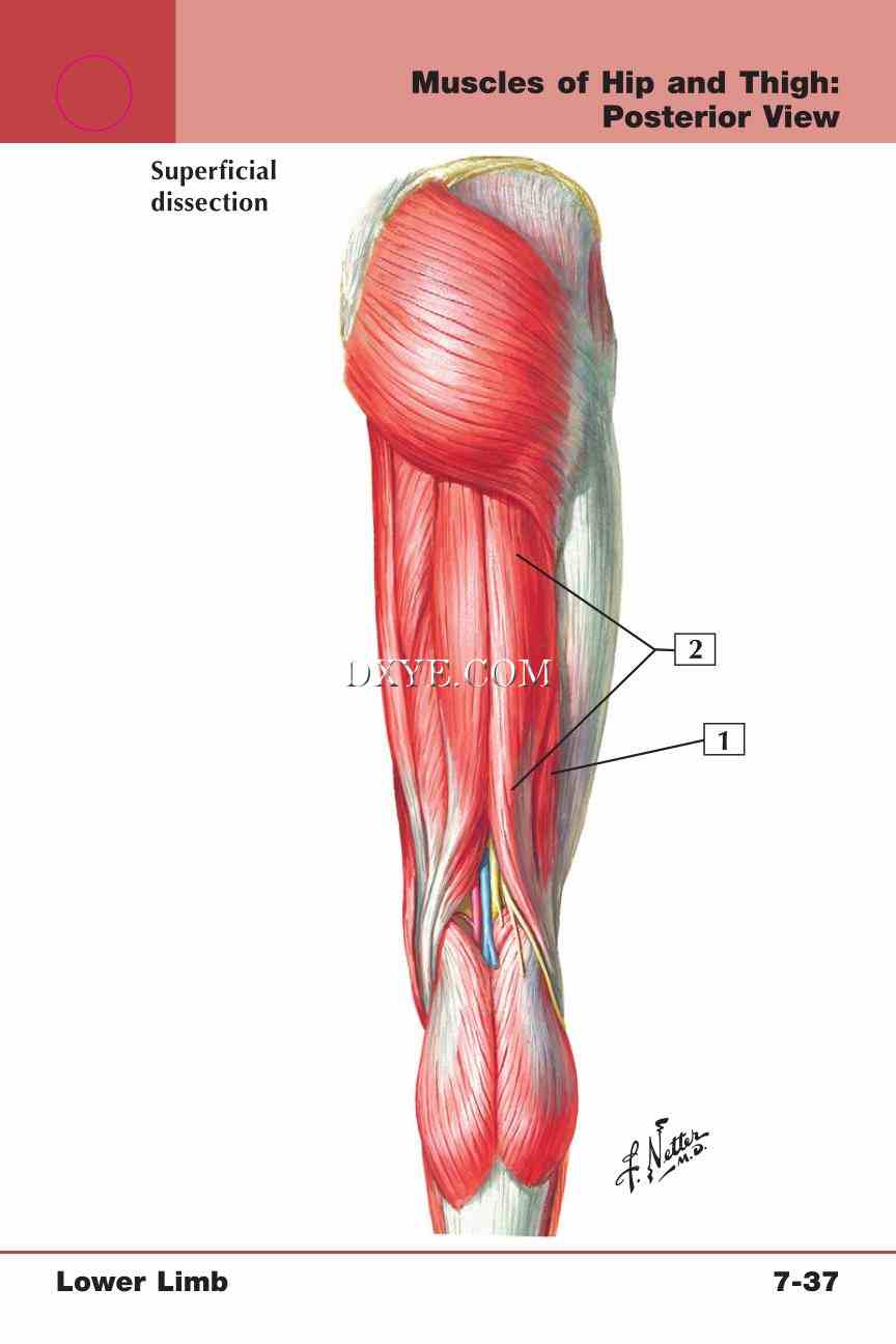 Netter's Anatomy Flash Cards, 4th Edition_601.jpg