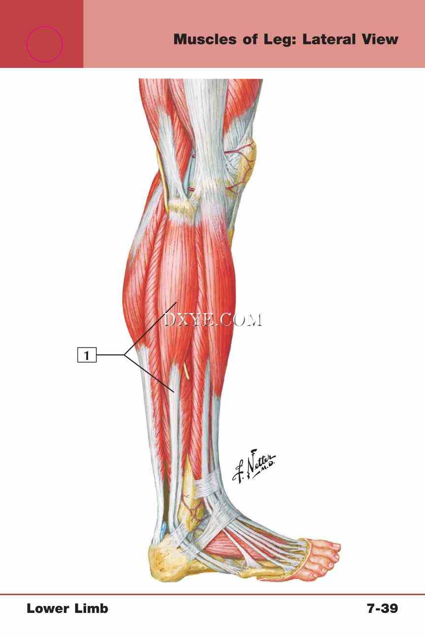 Netter's Anatomy Flash Cards, 4th Edition_605.jpg