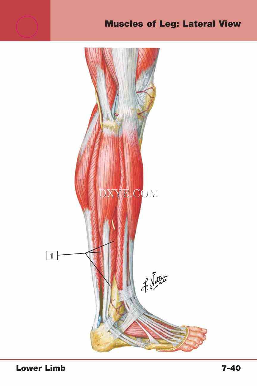 Netter's Anatomy Flash Cards, 4th Edition_607.jpg