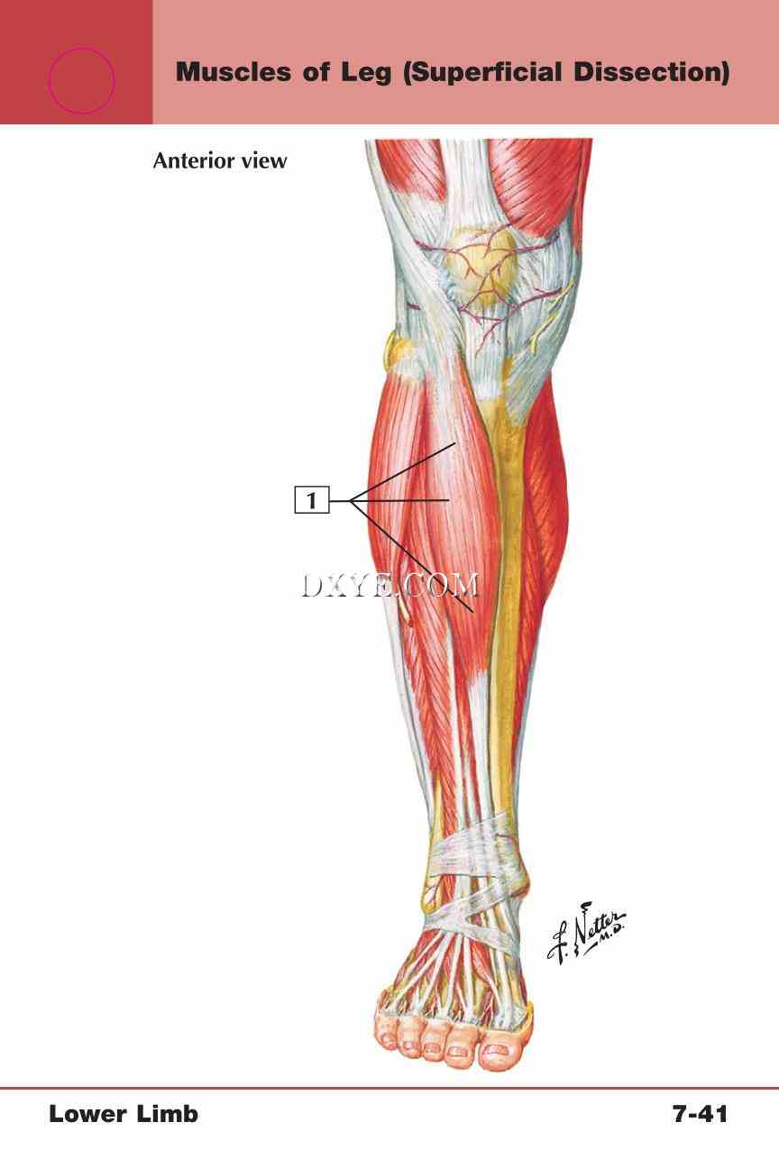 Netter's Anatomy Flash Cards, 4th Edition_609.jpg