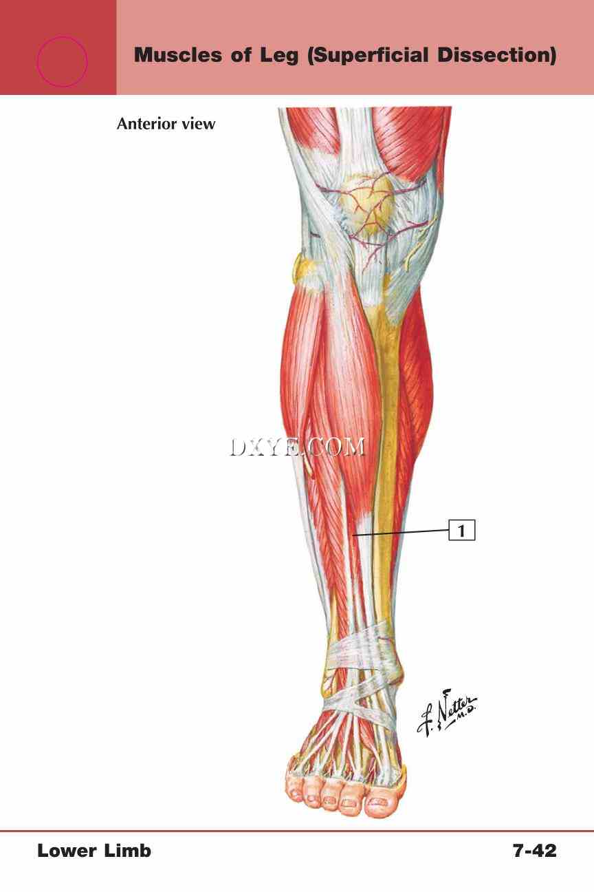 Netter's Anatomy Flash Cards, 4th Edition_611.jpg