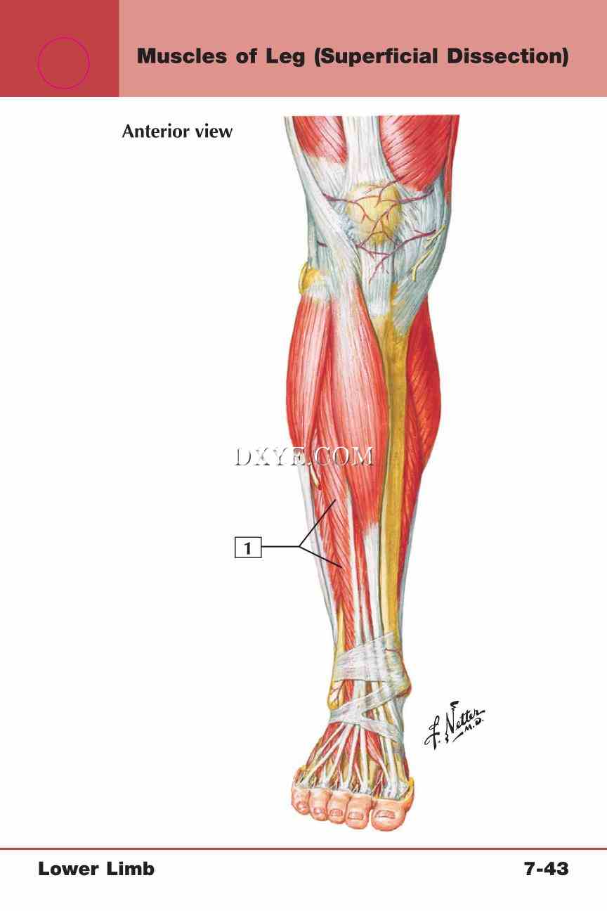 Netter's Anatomy Flash Cards, 4th Edition_613.jpg