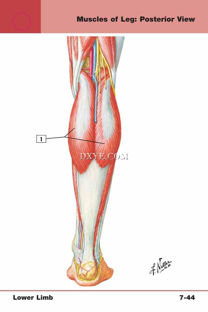 Netter's Anatomy Flash Cards, 4th Edition_615.jpg