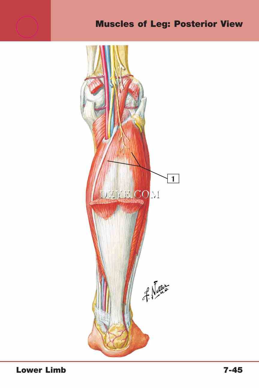 Netter's Anatomy Flash Cards, 4th Edition_617.jpg