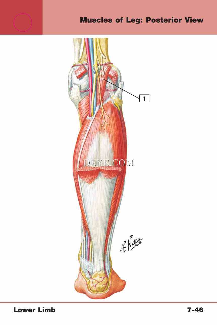 Netter's Anatomy Flash Cards, 4th Edition_619.jpg