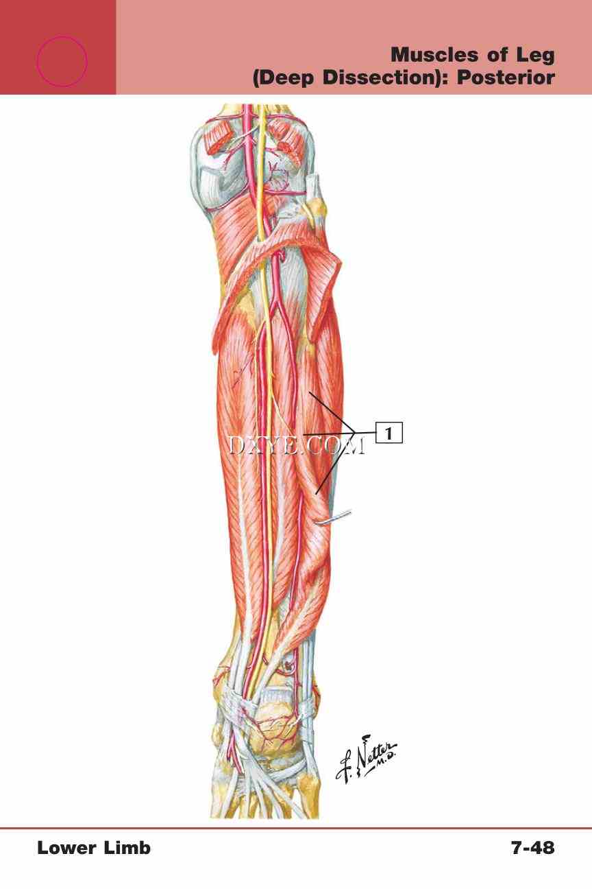 Netter's Anatomy Flash Cards, 4th Edition_623.jpg