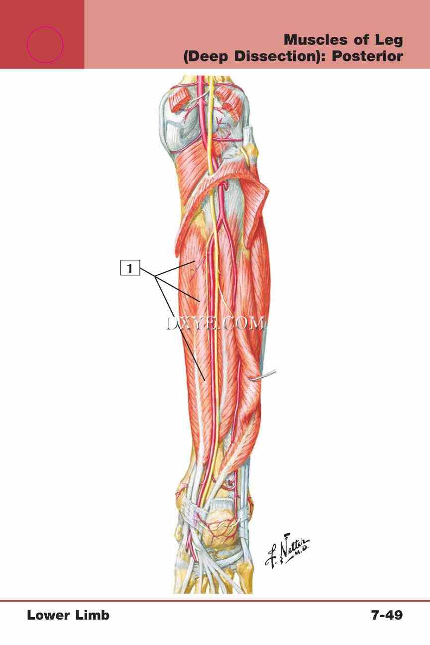 Netter's Anatomy Flash Cards, 4th Edition_625.jpg