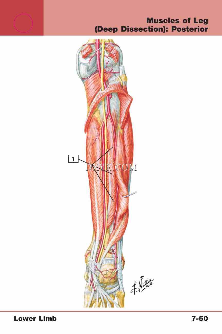 Netter's Anatomy Flash Cards, 4th Edition_627.jpg