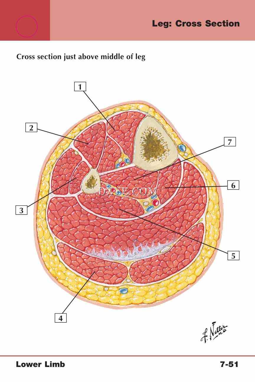 Netter's Anatomy Flash Cards, 4th Edition_629.jpg