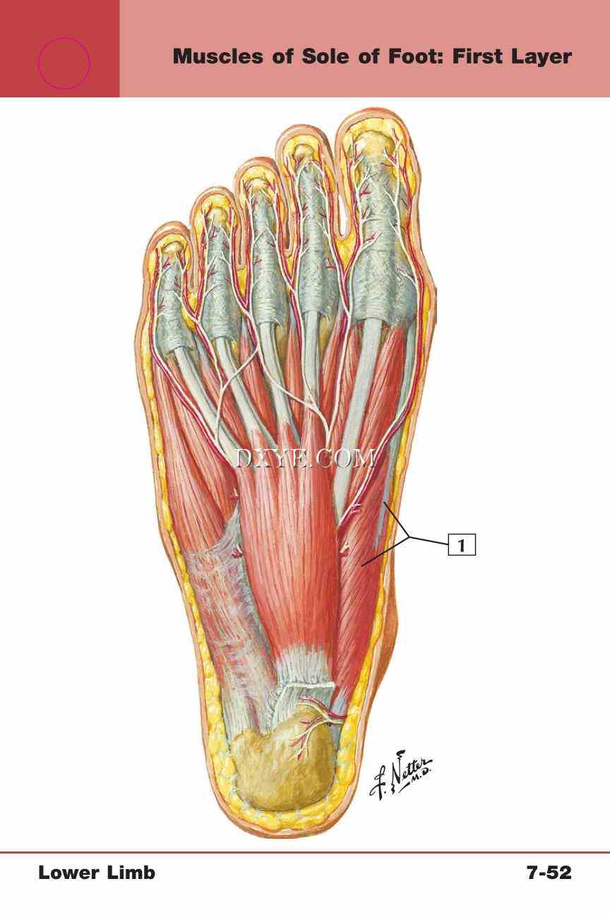 Netter's Anatomy Flash Cards, 4th Edition_631.jpg