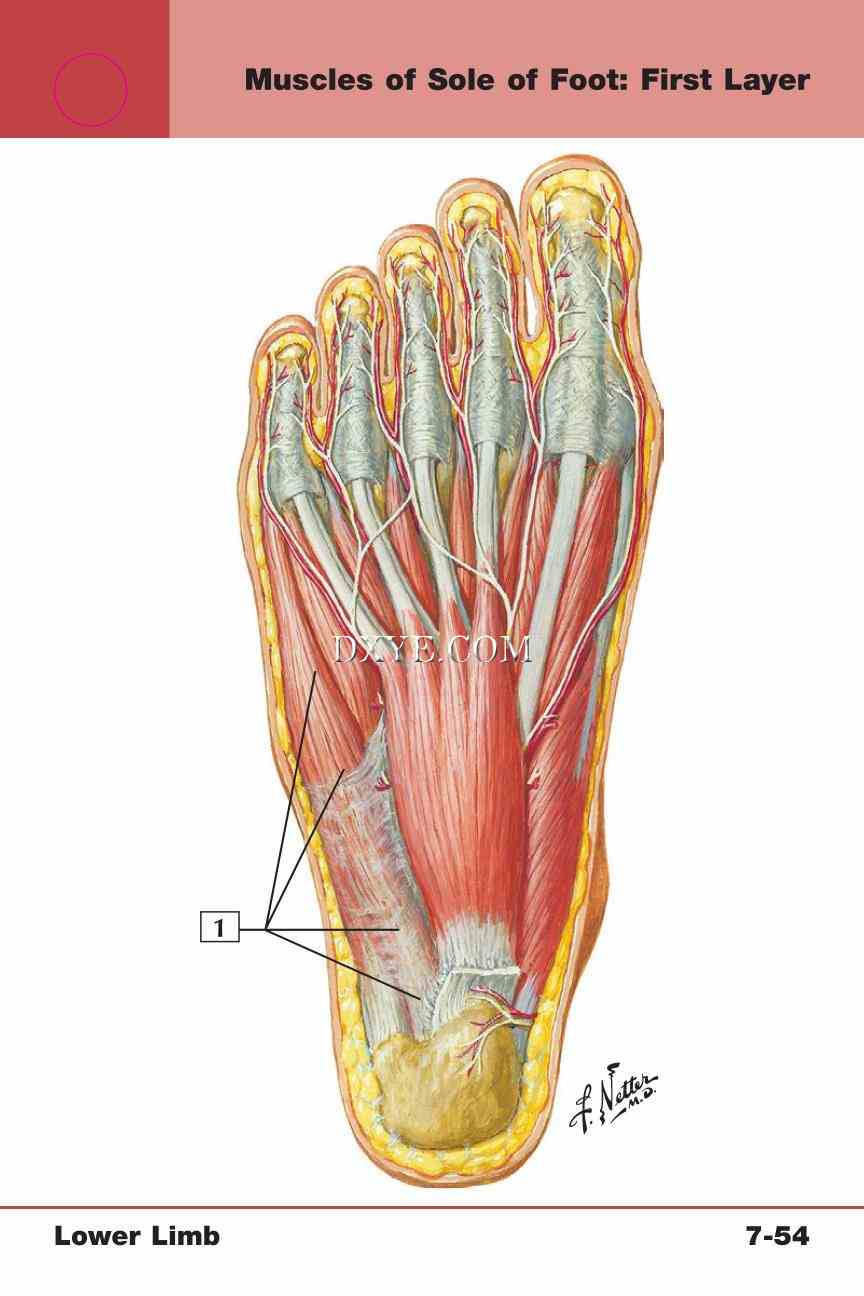 Netter's Anatomy Flash Cards, 4th Edition_635.jpg