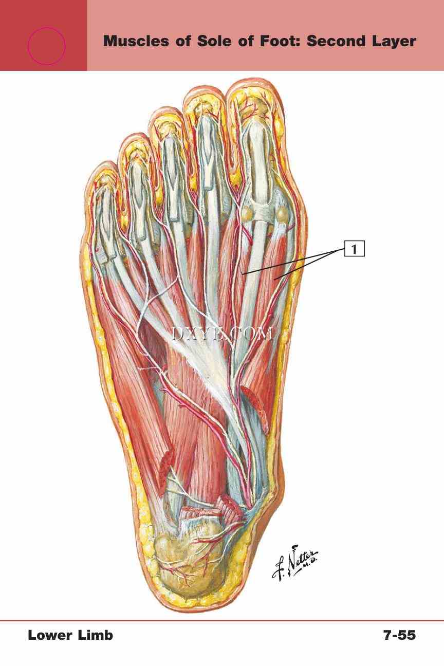 Netter's Anatomy Flash Cards, 4th Edition_637.jpg