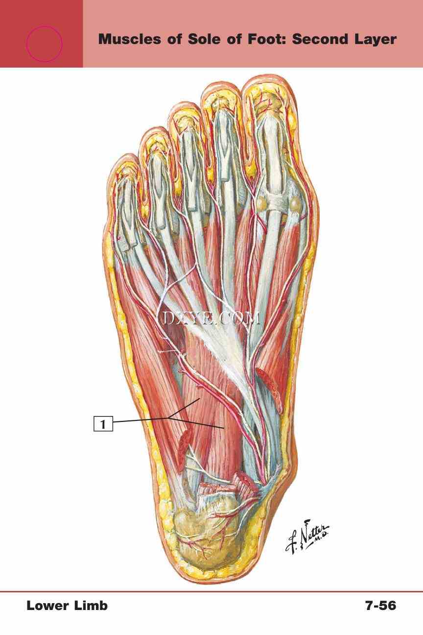 Netter's Anatomy Flash Cards, 4th Edition_639.jpg