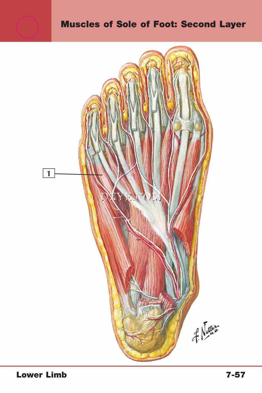 Netter's Anatomy Flash Cards, 4th Edition_641.jpg