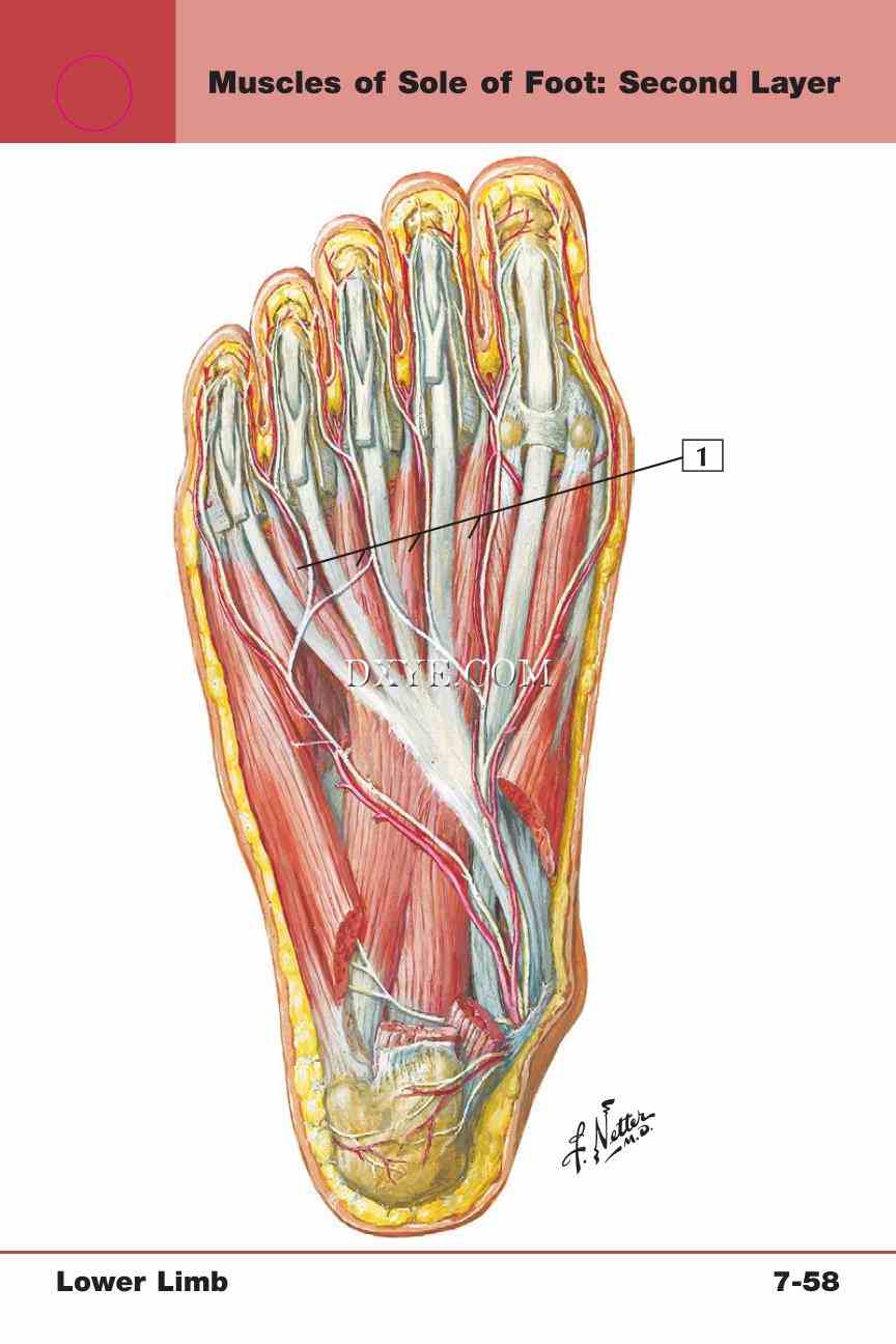 Netter's Anatomy Flash Cards, 4th Edition_643.jpg