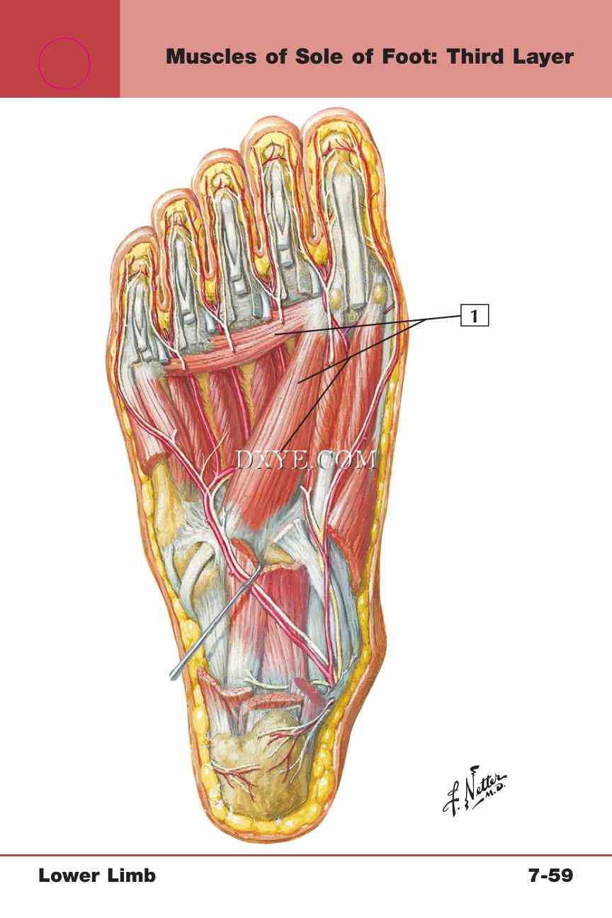 Netter's Anatomy Flash Cards, 4th Edition_645.jpg